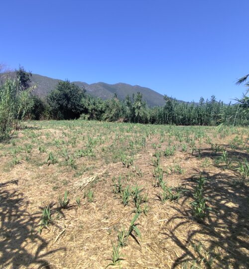 Prime 882 sq.m. Land Plot Within Settlement with Water Well – Skoulikado, Zakynthos